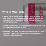 Auf der rechten Seite befindet sich ein 24er-Pack DALUMA MAGIC MUSHROOM DRACHENFRUCHT KOMBUCHA. Weißer Text auf grauem Hintergrund hebt hervor, wie probiotische Kulturen in Kombucha die Darmgesundheit unterstützen und den Auswirkungen des modernen Lebensstils entgegenwirken.