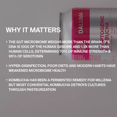 Auf der rechten Seite befindet sich ein 24er-Pack DALUMA MAGIC MUSHROOM DRACHENFRUCHT KOMBUCHA. Weißer Text auf grauem Hintergrund hebt hervor, wie probiotische Kulturen in Kombucha die Darmgesundheit unterstützen und den Auswirkungen des modernen Lebensstils entgegenwirken.